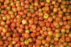 Tiền Giang xây dựng 300ha vùng trồng chuyên canh sơri