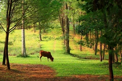 Thừa Thiên-Huế đầu tư hơn 5 tỷ đồng cho dự án "Rừng mưa nhiệt đới"