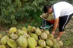 Thu hoạch sầu riêng. (Ảnh: Nguyễn Dũng/TTXVN) 