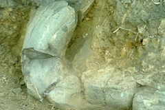 Mexico phát hiện ngà voi 10.000 năm trước Công nguyên