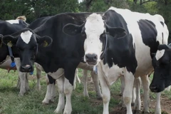 Ảnh minh họa. (Nguồn: THX/TTXVN)