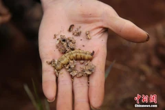 Phát hiện những con mối khổng lồ hơn 30 tuổi tại đập nước