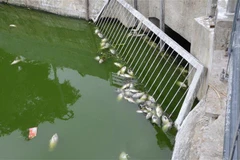 Cá chết bị mắc tại một số cửa cống chặn rác của hồ. (Ảnh: Quốc Dũng/TTXVN) 