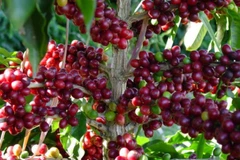 (Nguồn: canalrural.com.br)