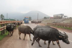Trâu chết hàng loạt không rõ nguyên nhân ở tỉnh Cao Bằng