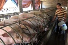Hộ nông dân ở Thanh Hóa thu lãi 200 triệu đồng mỗi năm từ nuôi lợn. (Ảnh: Vũ Sinh/TTXVN)
