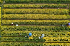 Ngắm nhìn hoa cúc chi nhuộm vàng rực cánh đồng Hưng Yên