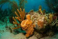 Ảnh minh họa. (Nguồn: maritimeherald.com)