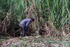 (Ảnh: Lê Huy Hải/TTXVN)