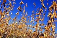 Một cánh đồng đậu nành ở Mỹ. (Nguồn: Reuters/ TTXVN) 