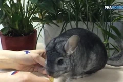 Sóc dự đoán đội Nga thắng trận hockey với Phần Lan 