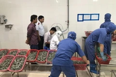 Số tôm chứa tạp chất bị tạm giữ xử lý theo quy định của pháp luật. (Ảnh: Huỳnh Sử/TTXVN)