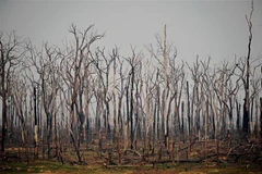 Cây cối bị thiêu rụi sau vụ cháy tại rừng mưa Amazon ở bang Rondonia, Brazil ngày 24/8/2019. (Nguồn: AFP/TTXVN) 