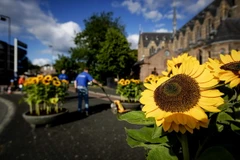 Hoa hướng dương được đặt trước Nhà thờ Sint Vitus để chuẩn bị cho lễ tưởng niệm các nạn nhân trên chuyến bay MH17 tại Hilversum, Hà Lan ngày 12/7. (Nguồn: EPA/TTXVN)