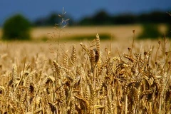 Ảnh minh họa. (Nguồn: plantgoodseed.com)