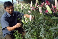 (Ảnh minh họa: Lan Xuân/TTXVN)