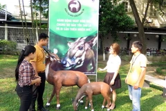 Người dân tham quan triển lãm. (Ảnh: Quốc Việt/TTXVN)