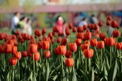 [Photo] Chiêm ngưỡng vẻ đẹp của vườn hoa tulip đang mùa nở rộ