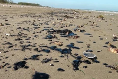 Dầu vón cục trên bãi biển. (Ảnh Công Trí/TTXVN)