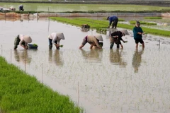 Hà Nội vẫn còn hơn 3.000ha đất chưa dồn điền đổi thửa