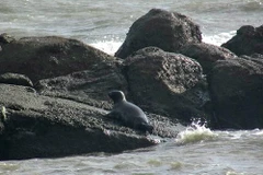 Hải cẩu xám xuất hiện bất ngờ tại vùng biển Bình Thuận 