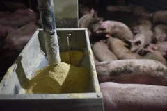 Một trang trại nuôi lợn. (Nguồn: AFP/TTXVN) 