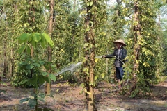 Mozambique đánh giá hiệu quả hợp tác nông nghiệp với Việt Nam