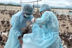 Tiểu hủy đàn vịt nhiễm cúm gia cầm. (Ảnh: Phước Ngọc/TTXVN)