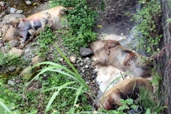 (Ảnh minh họa: Quốc Đạt/TTXVN)