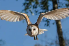 Nghiên cứu xem xét tác động của tiếng ồn đến hành vi của một loạt các động vật và chim. (Nguồn: belfasttelegraph.co.uk)