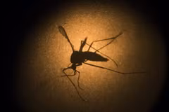 Muỗi Aedes Aegypti, vật trung gian truyền virus Zika. (Nguồn: AP/TTXVN)