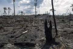 Cây cối bị thiêu rụi sau đám cháy xảy ra tại rừng mưa Amazon ở bang Para, Brazil ngày 25/8/2019. (Nguồn: AFP/TTXVN) 