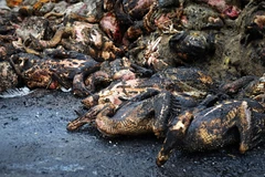 Xe tải tự bốc cháy, hơn 2.000 con vịt sống hóa "vịt quay"