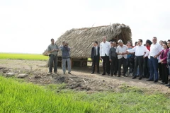 Nhân chuyến thăm chính thức Cộng hòa Cuba, ngày 27/3, Thủ tướng Nguyễn Tấn Dũng đến thăm Dự án trồng lúa nước Việt Nam-Cuba. (Ảnh: Đức Tám/TTXVN)