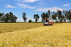 Nông dân thu hoạch lúa. (Ảnh: Bùi Như Trường Giang/TTXVN)