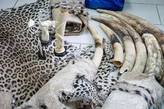 Nhà chức trách Côte d'voire trưng bày số ngà voi thu giữ trong các chiến dịch chống buôn lậu tại Abidjan ngày 9/5. (Nguồn: AFP/TTXVN)