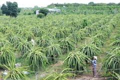Không nên lạm dụng bán hoa thanh long cho thương lái Trung Quốc