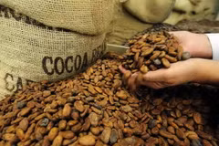 Thị trường cacao khởi sắc bất chấp đà giảm của giá đường và càphê