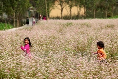 Đồng Văn dự kiến đón hàng trăm nghìn du khách mùa hoa tam giác mạch