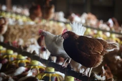 Ảnh minh họa. (Nguồn: EPA/TTXVN)