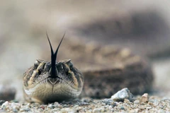 Ảnh minh họa. (Nguồn: KXLY.com) 