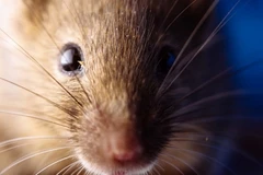 Ảnh minh họa. (Nguồn: clarin.com)