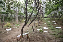 Hàng chục nghìn gốc nho sắp thu hoạch bị chặt trong đêm