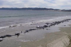 (Nguồn: realitatea.net)