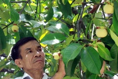 Giá măng cụt ở Bến Tre thấp nhất từ trước đến nay