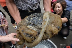 [Photo] Cận cảnh "quái vật" đuôi trong suốt xuất hiện ở Trung Quốc