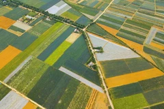 [Photo] Chiêm ngưỡng những thảm dứa Đồng Giao đẹp mê hồn