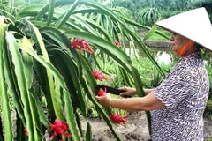 Thu hoạch thanh long. (Ảnh: Kim Há/TTXVN)