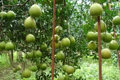 Ứng dụng thành công công nghệ hạt nhân trong trồng bưởi 