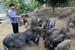 Trang trại nuôi lợn ở huyện Chợ Đồn. (Ảnh: Trần Việt/TTXVN)